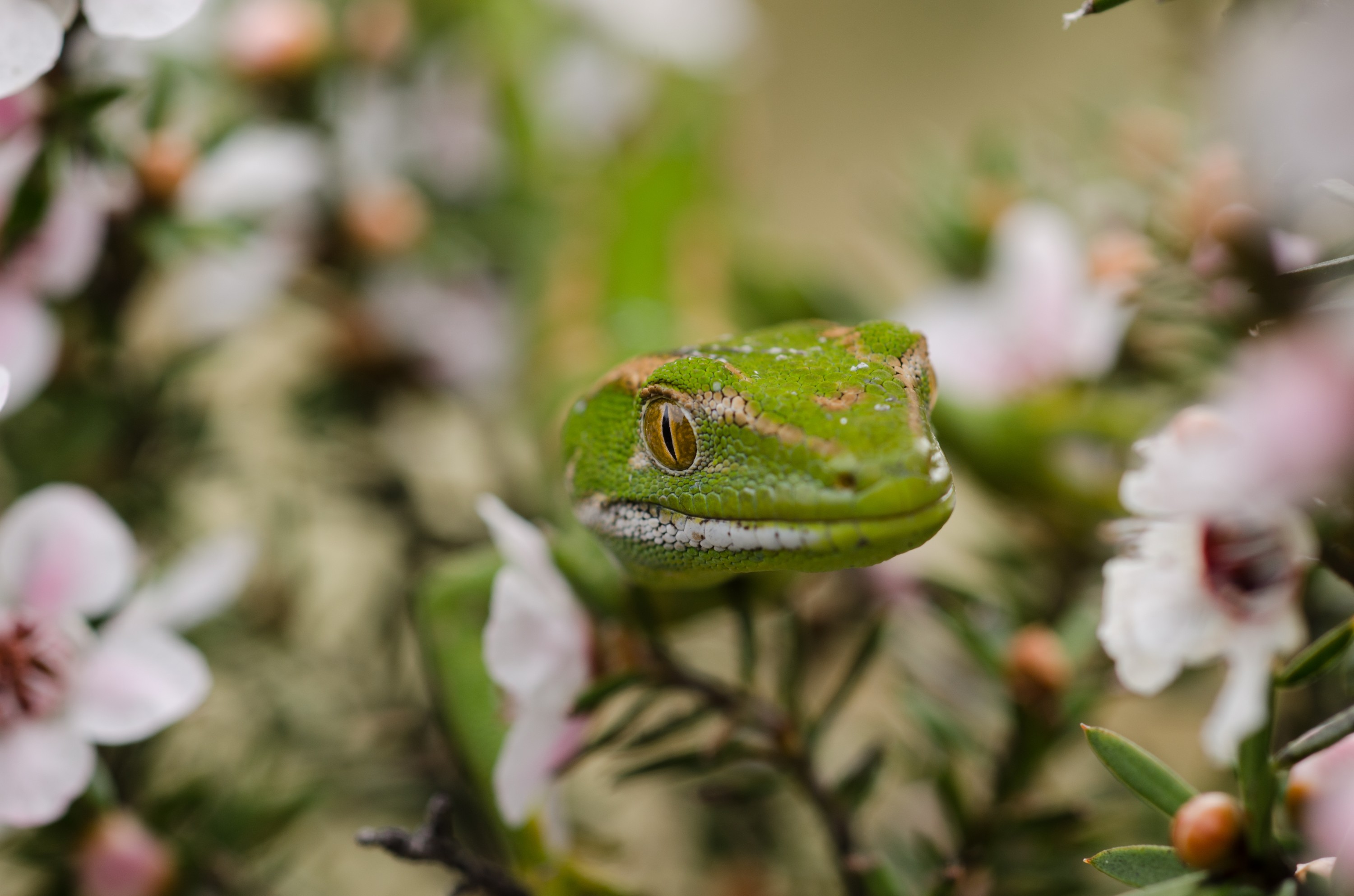 DSC_9419 – Northland, green, gecko, Naultinus, grayii, lizard, far north, north, far, Crispin, reptiles, amphibians, rare, cold, blood, new, new zealand, zealand, nz